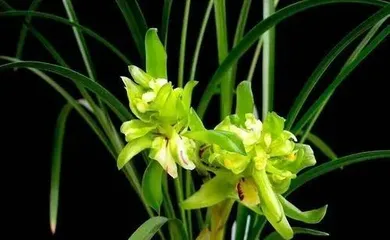 Orchid Flowering Seasons and Care Methods (Master Orchid Flowering Time, Easy to Care for Orchids) 1