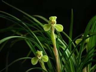 Orchid Flowering Seasons and Care Methods (Master Orchid Flowering Time, Easy to Care for Orchids) 2