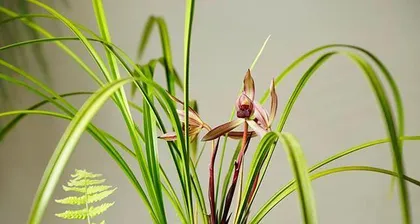 Orchid Flowering Seasons and Care Methods (Master Orchid Flowering Time, Easy to Care for Orchids) 3