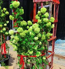 How to Cultivate European Hydrangeas (Precautions and Care Tips) 1