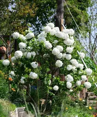 How to Cultivate European Hydrangeas (Precautions and Care Tips) 2