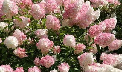 How to Cultivate European Hydrangeas (Precautions and Care Tips) 3