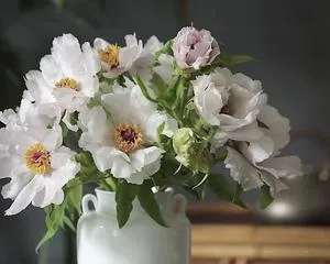 A Guide to Water Culture for Peonies (Care Tips, Nutritional Requirements, and Common Issues) 2