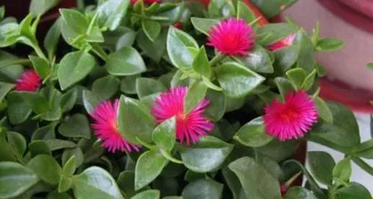 A Guide to Water Culture for Peonies (Care Tips, Nutritional Requirements, and Common Issues) 3