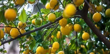 Potted lemon planting techniques (repotting time and maintenance methods for potted lemons) 1