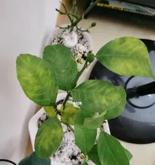 Potted lemon planting techniques (repotting time and maintenance methods for potted lemons) 2