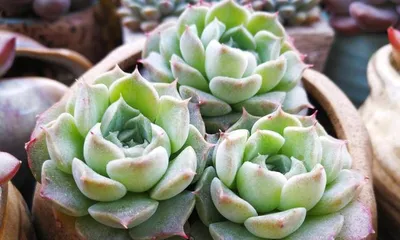 Potted lemon planting techniques (repotting time and maintenance methods for potted lemons) 3