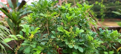 Possibilities and Care Tips for Orchid Blooming in Winter (Caring for Orchids Indoors in Winter to Let Them Bloom Beautifully) 1