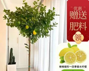 如何成功养殖柠檬盆栽？（从选购到养护全攻略，让你的柠檬盆栽生机勃勃！）1