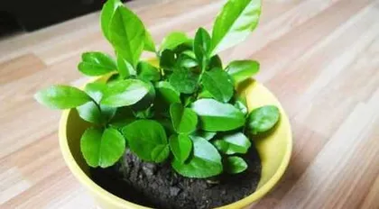 如何成功养殖柠檬盆栽？（从选购到养护全攻略，让你的柠檬盆栽生机勃勃！）2