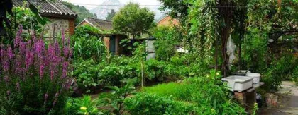 What trees are suitable for southern courtyards? (Understanding the southern climate and choosing suitable tree species) 1