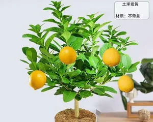 如何成功养殖柠檬盆栽？（从选购到养护全攻略，让你的柠檬盆栽生机勃勃！）3