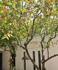 What trees are suitable for southern courtyards? (Understanding the southern climate and choosing suitable tree species) 3