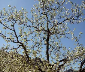 Reasons why pear blossoms like the sun and maintenance tips (from growth habits to controlling light quantity, teaching you to create a beautiful pear garden) 1