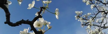 Reasons why pear blossoms like the sun and maintenance tips (from growth habits to controlling light quantity, teaching you to create a beautiful pear garden) 2