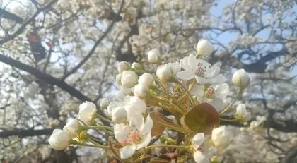 Reasons why pear blossoms like the sun and maintenance tips (from growth habits to controlling light quantity, teaching you to create a beautiful pear garden) 3