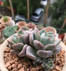 How to grow a healthy Peach Green? (Peach Green care tips and methods) 1