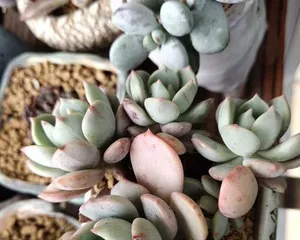 How to grow a healthy Peach Green? (Peach Green care tips and methods) 2