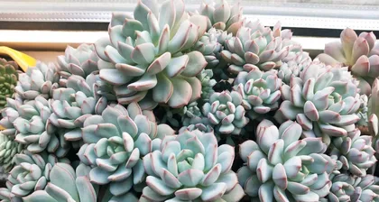 How to grow a healthy Peach Green? (Peach Green care tips and methods) 3