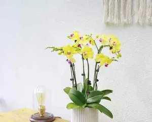 Guide to Caring for Southern Indoor Plants (Plant Species and Care Techniques Suitable for Southern Indoor Environments) 1