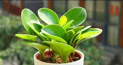 Guide to Caring for Southern Indoor Plants (Plant Species and Care Techniques Suitable for Southern Indoor Environments) 2