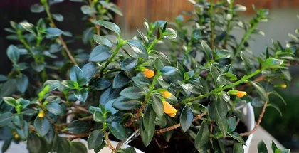 Guide to Caring for Southern Indoor Plants (Plant Species and Care Techniques Suitable for Southern Indoor Environments) 3