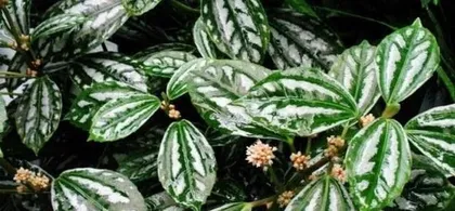 Cold Water Flower Cultivation Guide (From Selection to Care, Helping You Create a Charming Water Feature) 1