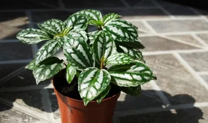 Cold Water Flower Cultivation Guide (From Selection to Care, Helping You Create a Charming Water Feature) 2