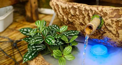 Cold Water Flower Cultivation Guide (From Selection to Care, Helping You Create a Charming Water Feature) 3