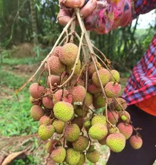 Lychee Planting and Care Methods (How to Grow More and Sweeter Lychees) 1