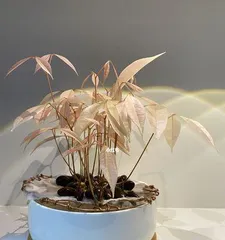 Lychee Planting and Care Methods (How to Grow More and Sweeter Lychees) 2