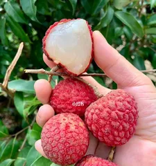 Lychee Planting and Care Methods (How to Grow More and Sweeter Lychees) 3