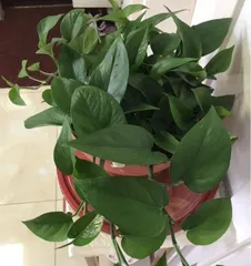 The Beauty of Shade-Tolerant Plants - Creating a Green Home in Shaded Environments (Exploring the Characteristics and Applicable Scenarios of Shade-Tolerant Plants) 1