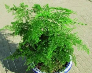 The Beauty of Shade-Tolerant Plants - Creating a Green Home in Shaded Environments (Exploring the Characteristics and Applicable Scenarios of Shade-Tolerant Plants) 2