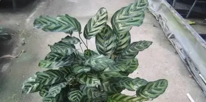 The Beauty of Shade-Tolerant Plants - Creating a Green Home in Shaded Environments (Exploring the Characteristics and Applicable Scenarios of Shade-Tolerant Plants) 3