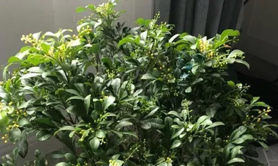 How to care for Milan to grow well (it