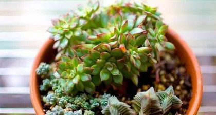 Cultivation and Pruning Techniques of Nüchu Laozhuang (Master the Shaping and Care Methods of Nüchu Laozhuang to Create a Beautiful Courtyard) 1