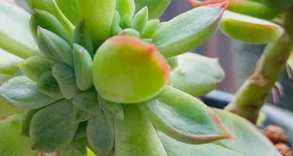 Cultivation and Pruning Techniques of Nüchu Laozhuang (Master the Shaping and Care Methods of Nüchu Laozhuang to Create a Beautiful Courtyard) 2