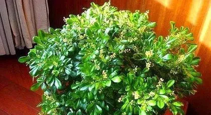 How to care for Milan to grow well (it