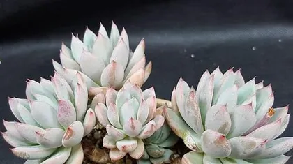 Cultivation and Pruning Techniques of Nüchu Laozhuang (Master the Shaping and Care Methods of Nüchu Laozhuang to Create a Beautiful Courtyard) 3