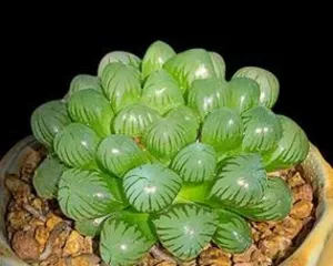 Exploring the Varieties and Care Tips of Shade-Tolerant Succulents (From the perspective of a succulent enthusiast, sharing the mysteries and care methods of shade-tolerant succulents) 1