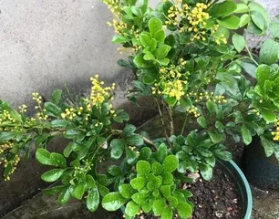 How to care for Milan to grow well (it