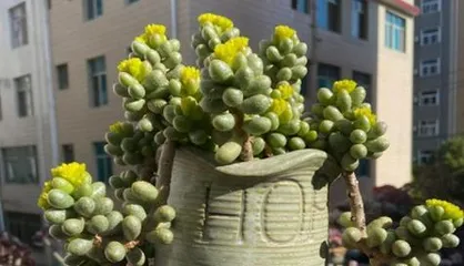 Exploring the Varieties and Care Tips of Shade-Tolerant Succulents (From the perspective of a succulent enthusiast, sharing the mysteries and care methods of shade-tolerant succulents) 2