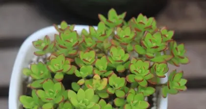 Exploring the Varieties and Care Tips of Shade-Tolerant Succulents (From the perspective of a succulent enthusiast, sharing the mysteries and care methods of shade-tolerant succulents) 3