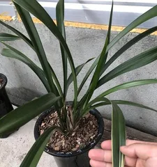 Phalaenopsis Care Guide - Best Fertilizer Choice (Choose the right fertilizer for Phalaenopsis to make it more lush and healthy) 1