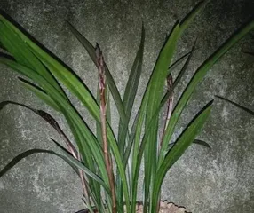 Phalaenopsis Care Guide - Best Fertilizer Choice (Choose the right fertilizer for Phalaenopsis to make it more lush and healthy) 2