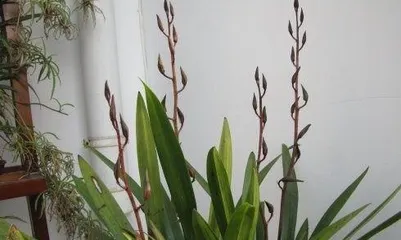 Phalaenopsis Care Guide - Best Fertilizer Choice (Choose the right fertilizer for Phalaenopsis to make it more lush and healthy) 3