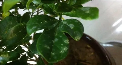 Milan leaves are dry, what to do? (Care tips to keep your Milan evergreen) 1