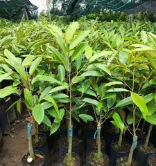 Lychee Bonsai Cultivation Techniques (Breeding Methods and Precautions) 1