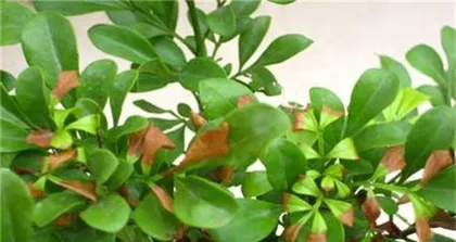Milan leaves are dry, what to do? (Care tips to keep your Milan evergreen) 2
